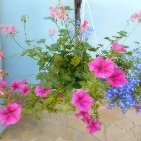 Carol Hotel Cesenatico