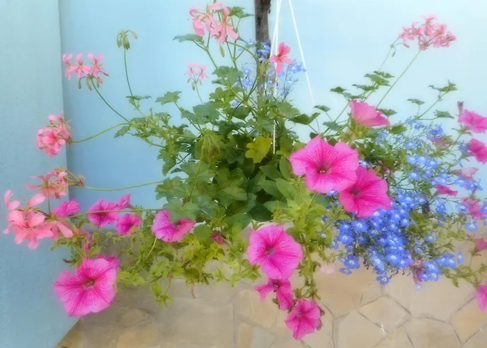 Carol Ξενοδοχείο Cesenatico